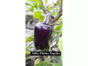 Süßer Flieder Paprika