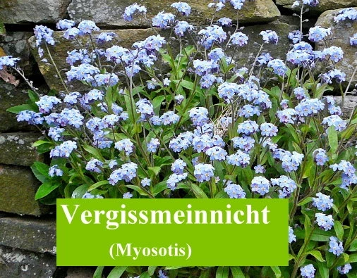 Vergissmeinnicht (Myosotis)