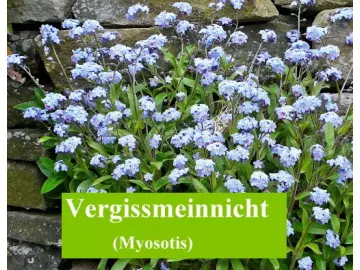 Vergissmeinnicht (Myosotis)