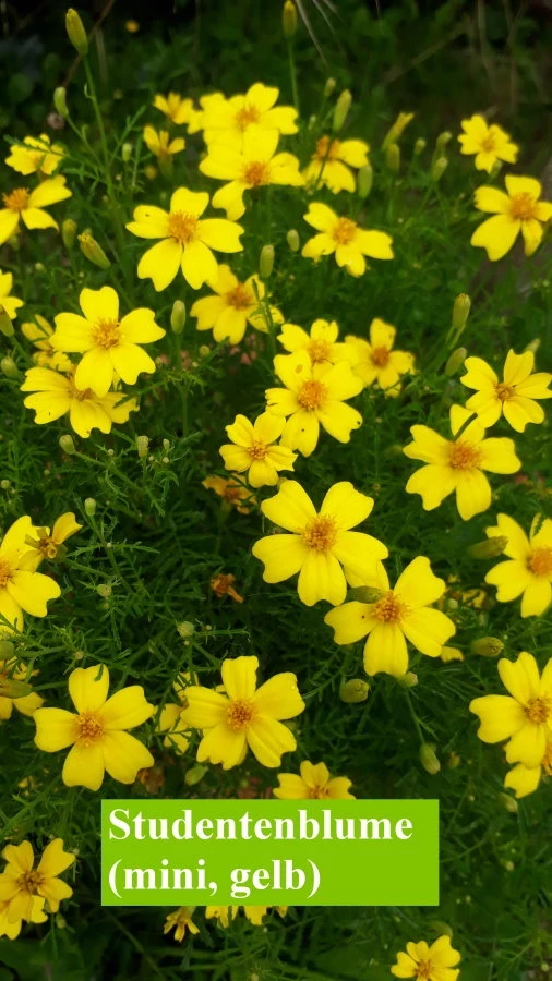 Studentenblume, mini, gelb