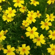 Studentenblume, mini, gelb
