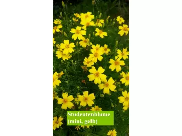 Studentenblume, mini, gelb