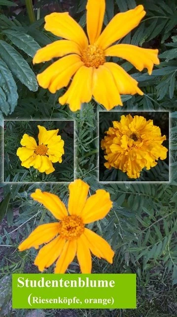 Studentenblumen, Riesen, orange