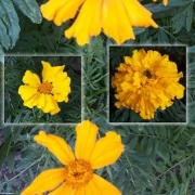 Studentenblumen, Riesen, orange