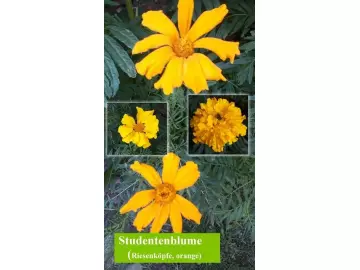 Studentenblumen, Riesen, orange