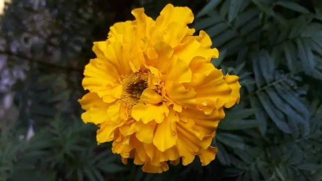 Studentenblumen, Riesen, orange