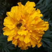 Studentenblumen, Riesen, orange