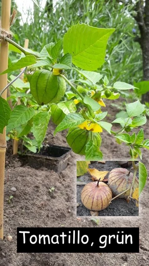 Tomatillo. grün