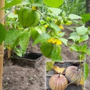 Tomatillo. grün