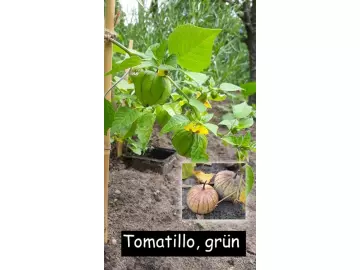 Tomatillo. grün