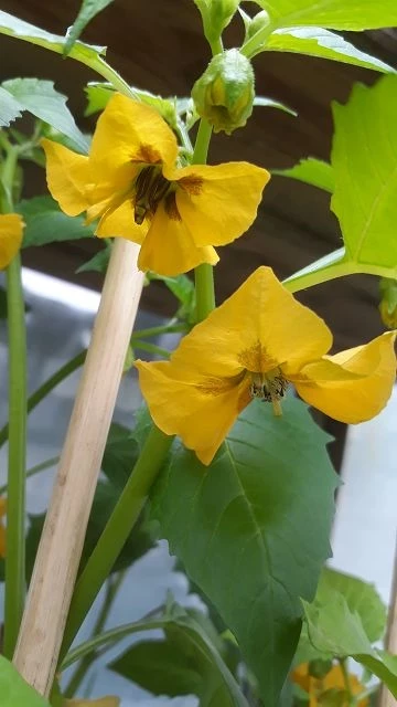 Tomatillo. grün