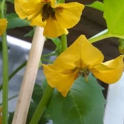 Tomatillo. grün