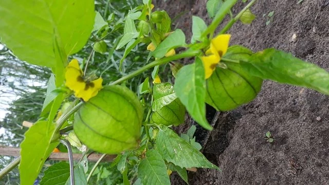 Tomatillo. grün