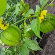 Tomatillo. grün