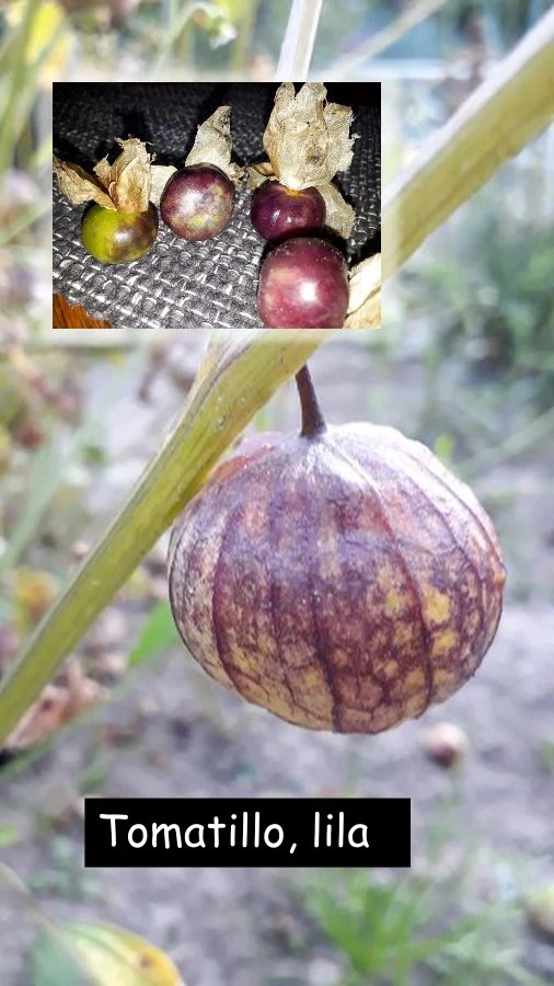 Tomatillo, lila