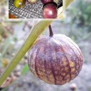 Tomatillo, lila