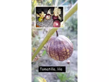 Tomatillo, lila
