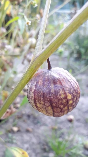 Tomatillo, lila