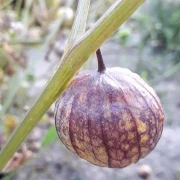 Tomatillo, lila