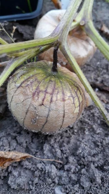 Tomatillo, lila