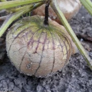 Tomatillo, lila