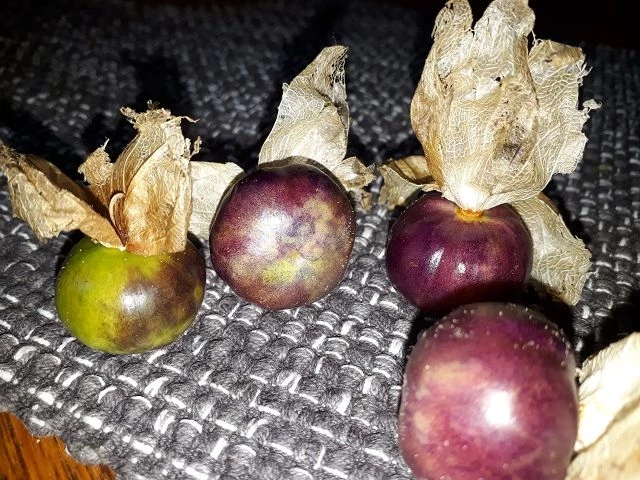 Tomatillo, lila