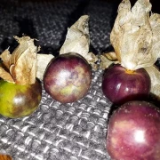 Tomatillo, lila