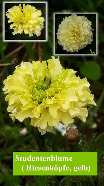 Studentenblume, Riese, gelb