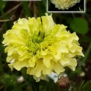 Studentenblume, Riese, gelb