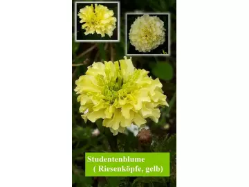 Studentenblume, Riese, gelb