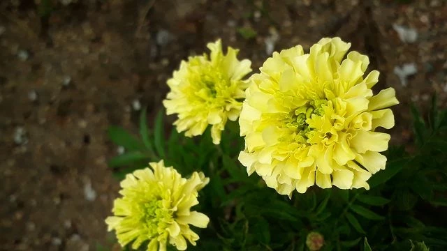 Studentenblume, Riese, gelb