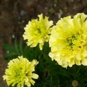 Studentenblume, Riese, gelb