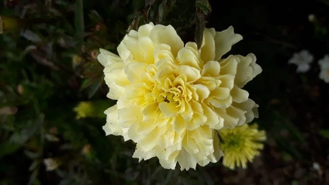 Studentenblume, Riese, gelb