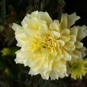 Studentenblume, Riese, gelb