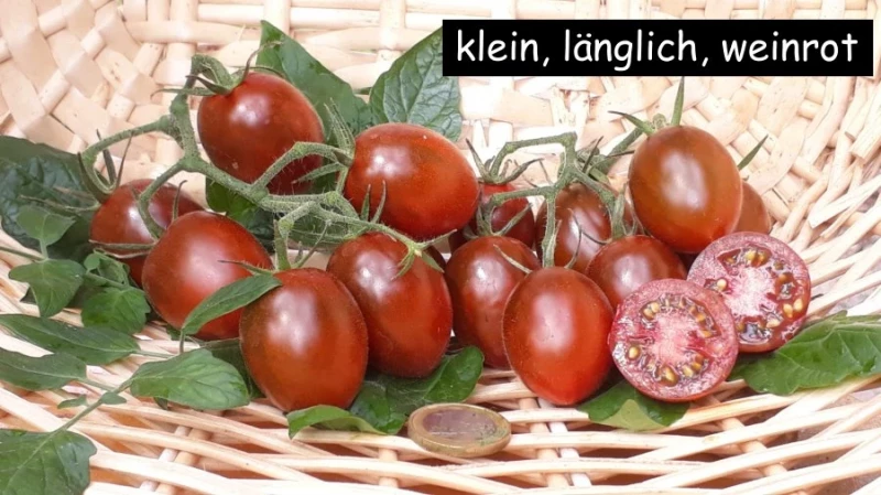 Cherrytomate (klein, länglich, weinrot)