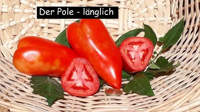 der Pole - länglich