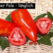 der Pole - länglich