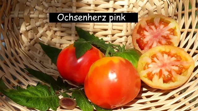 Ochsenherz pink