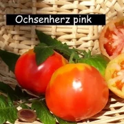 Ochsenherz pink