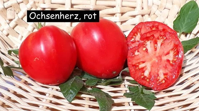 Ochsenherz, rot
