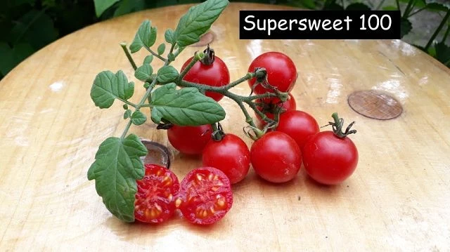 Supersweet 100