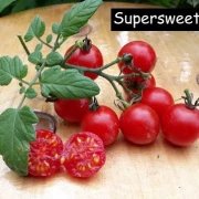 Supersweet 100