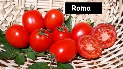 Roma