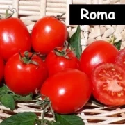 Roma
