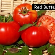 Red Butter Heart