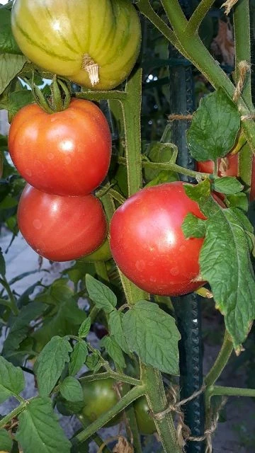 Red Butter Heart