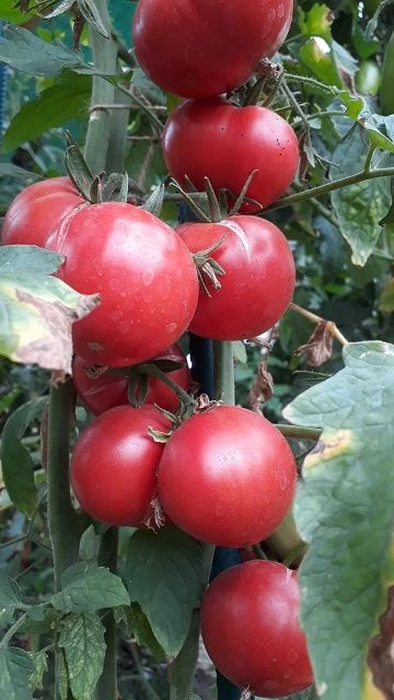 Red Butter Heart