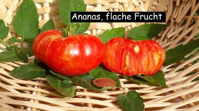 Ananas, flache Frucht