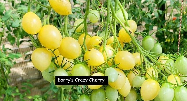 Barry’s Crazy Cherry