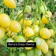 Barry’s Crazy Cherry
